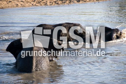 Afrikanischer Elefant (69 von 131).jpg